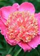 picture of pink peony with yellow center